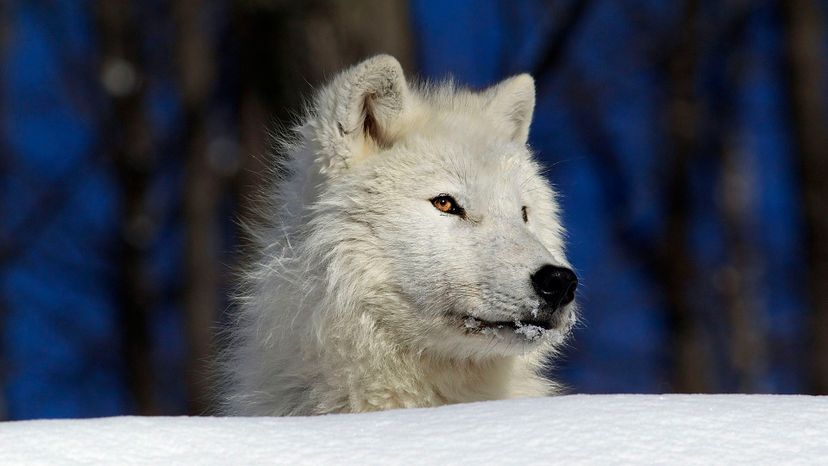 Can You Identify These Canadian Mammals?