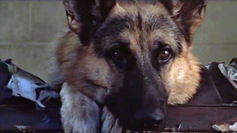 K-9 (1989) - Jerry Lee