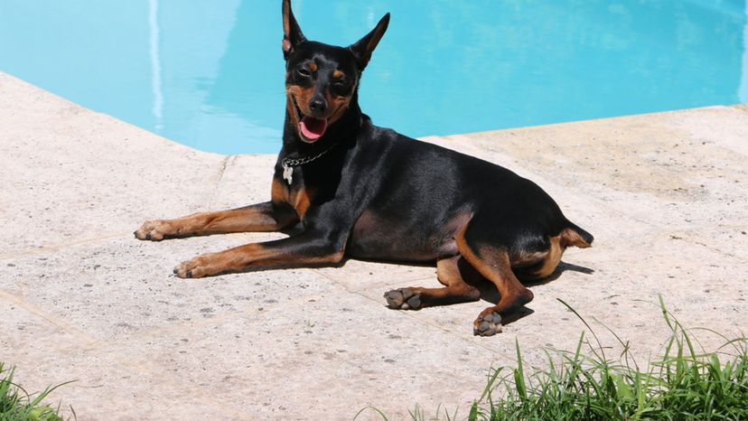 Miniature Pinscher