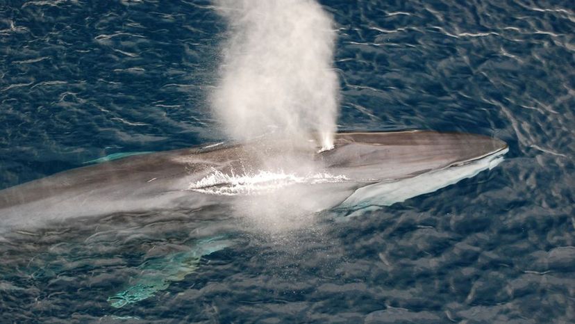 fin whale