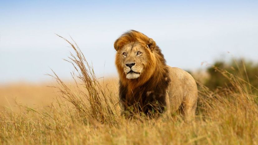 Lion