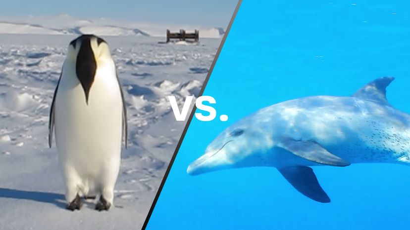 Emperor penguin vs Dolphin