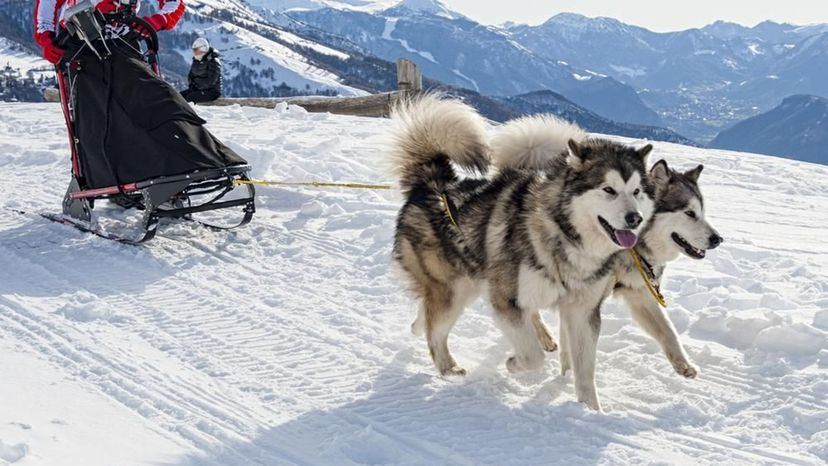 Alaskan Malamute