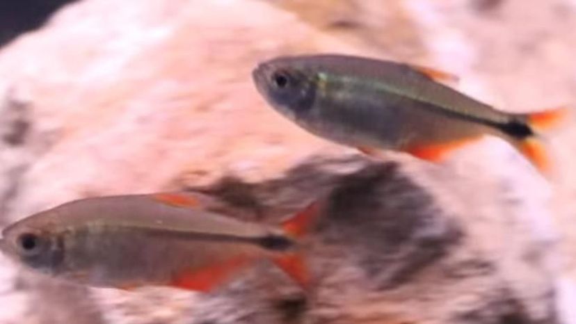 Buenos Aires tetra fsh