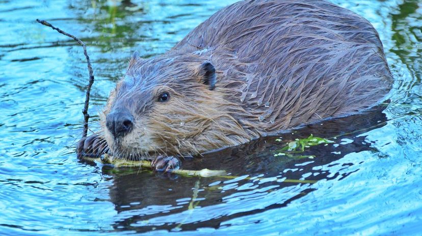 Beaver