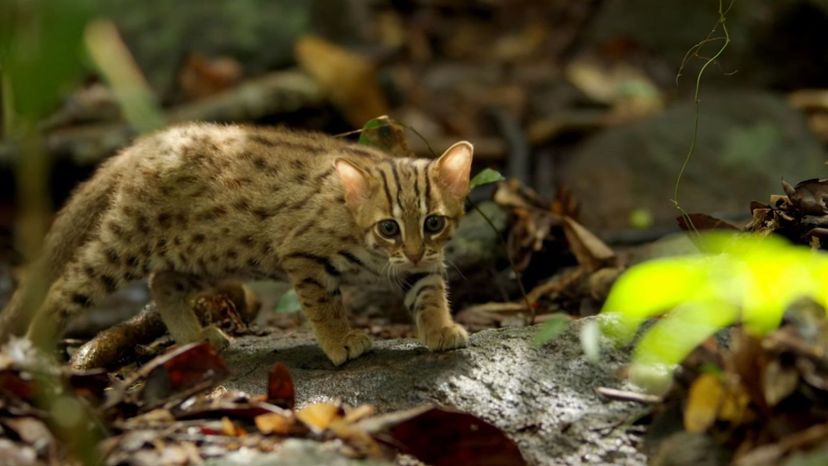 Rusty-Spotted Cat