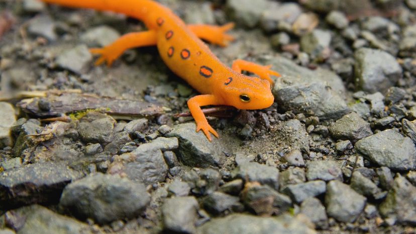 Red-spotted newt- New Hampshire