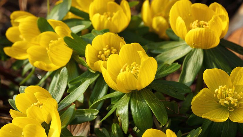 Winter aconite