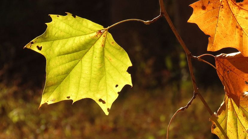 American sycamore