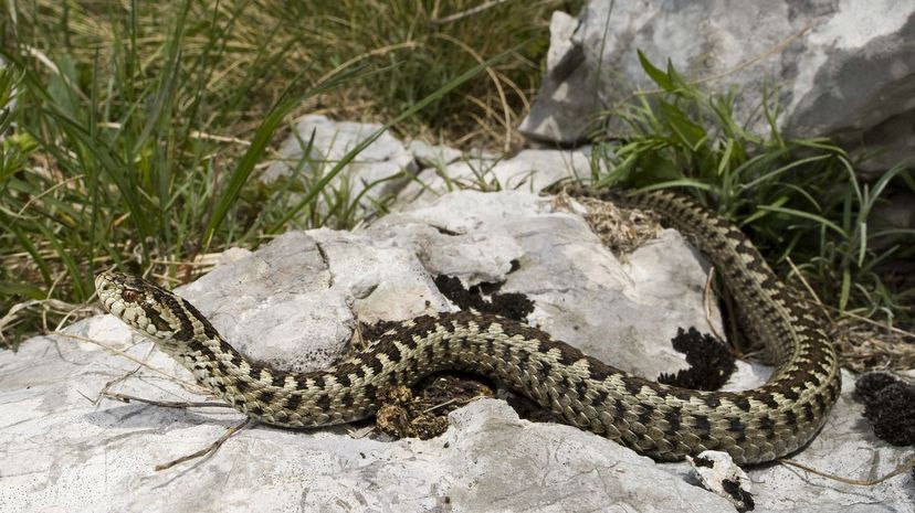 Vipera ursinii