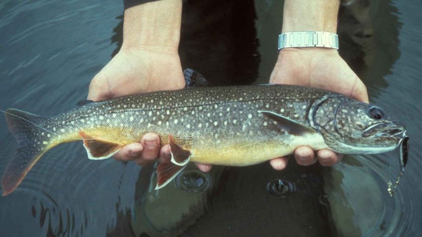 Lake Trout