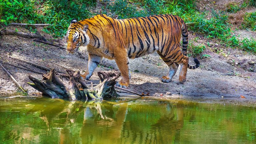 Malayan tiger