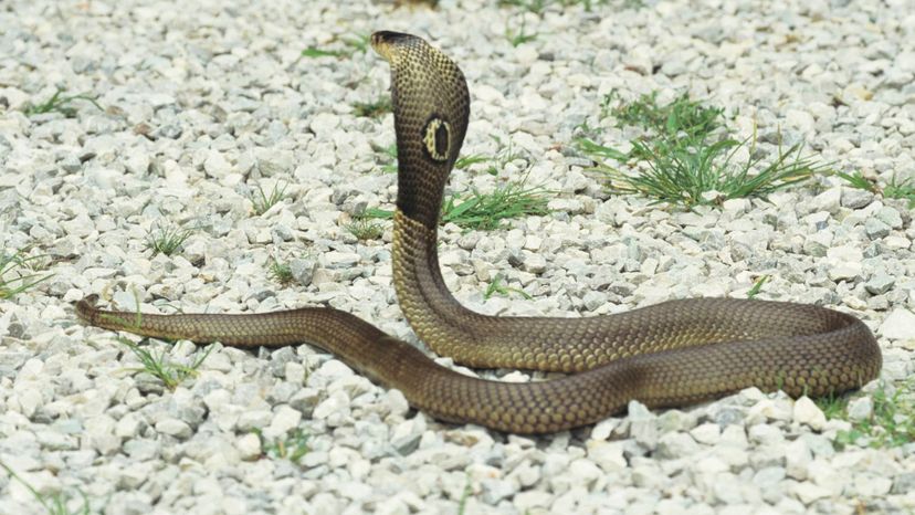 monocled cobra