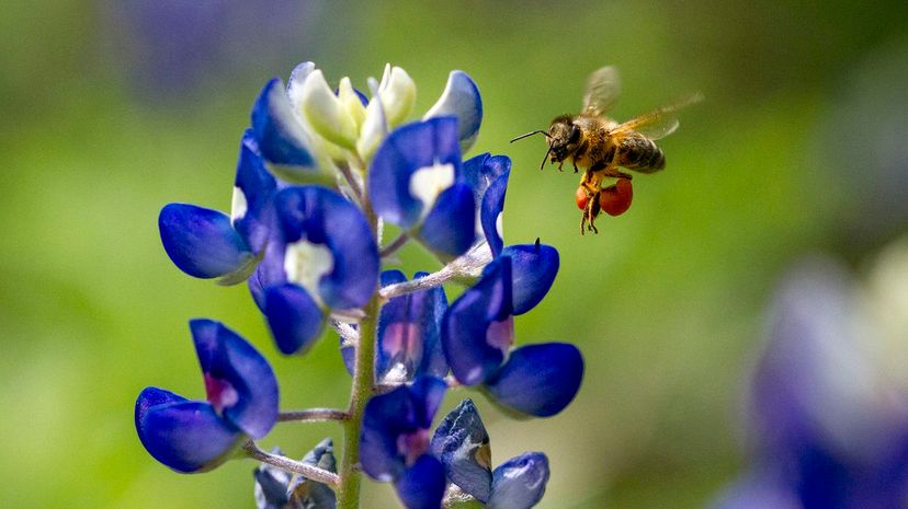 Texas Bluebonnet