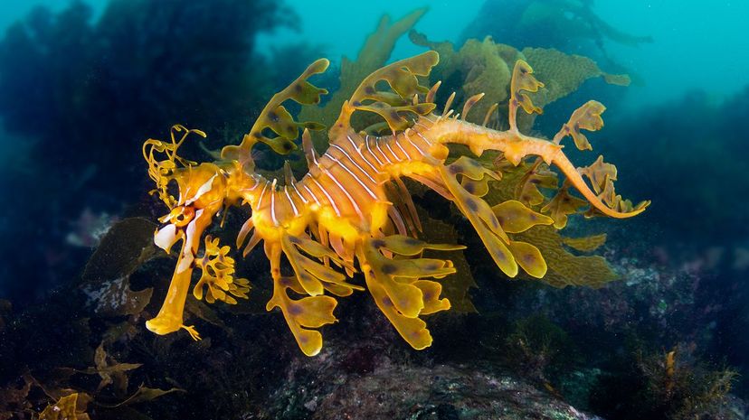 Leafy seadragon