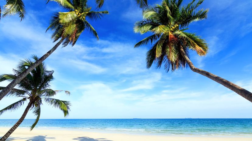 Palm Tree coconuts