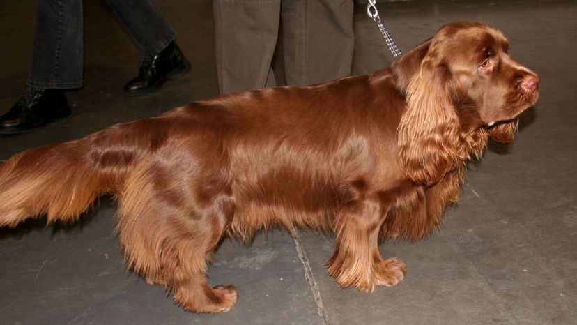 Sussex_spaniel