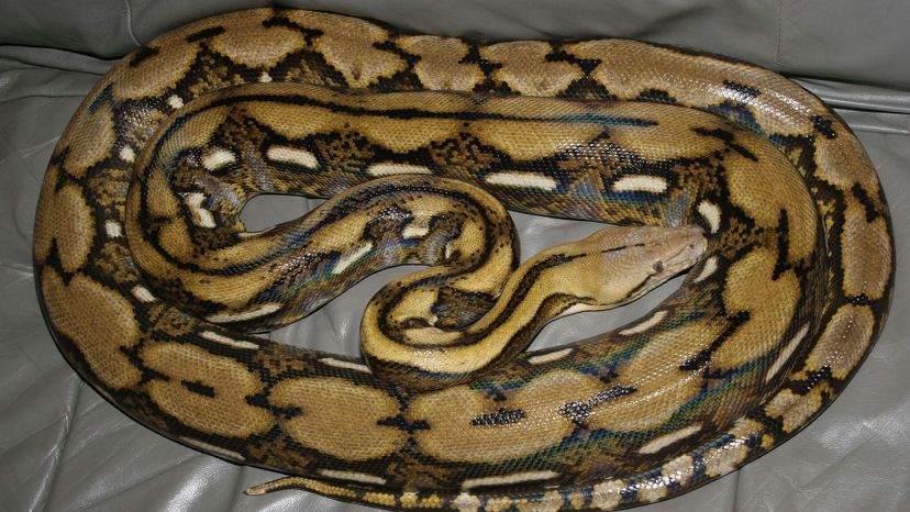 Reticulated python