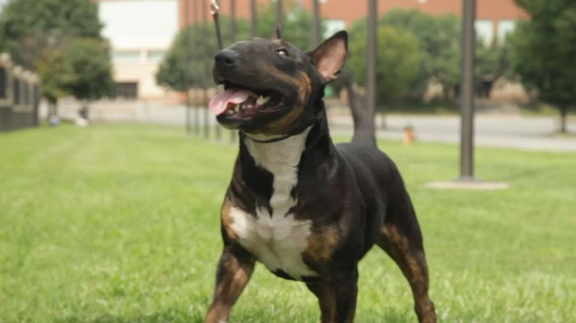 38 Bull Terrier