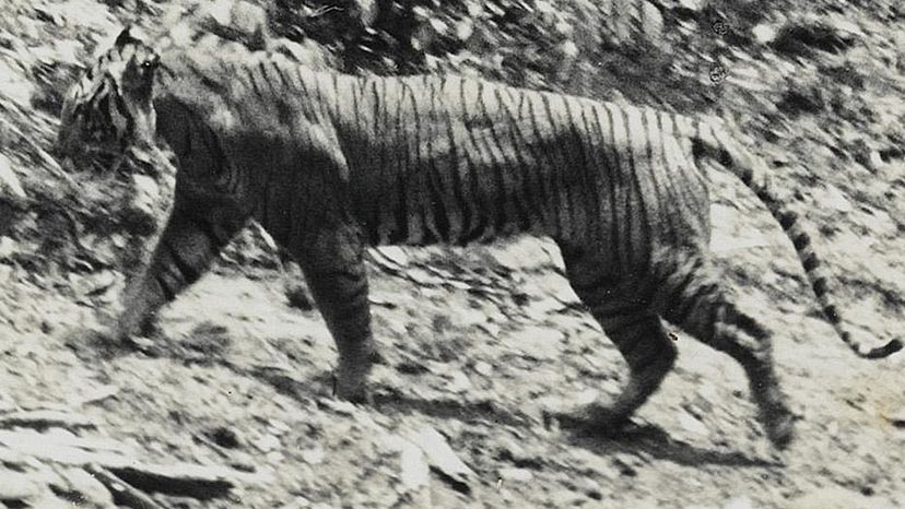 Javan tiger