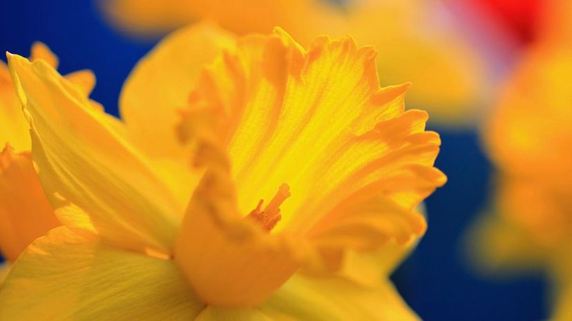 12 Daffodil