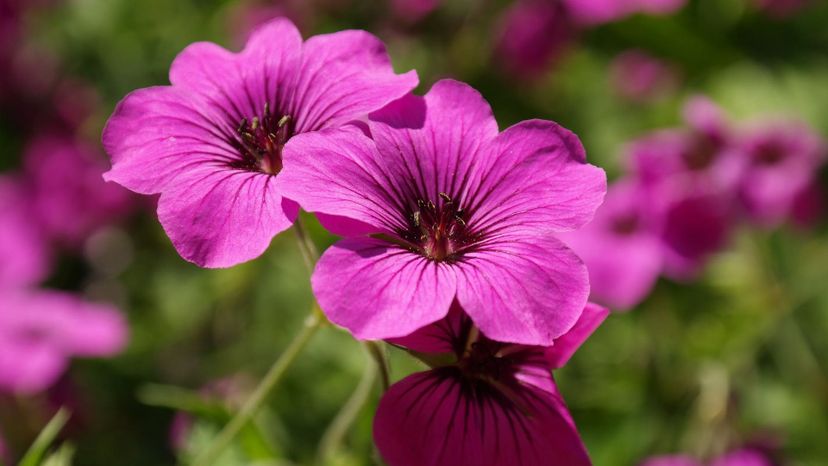 geranium