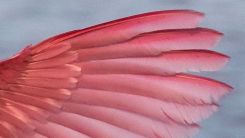 A close up of a pink bird with white feathers. Feather pink