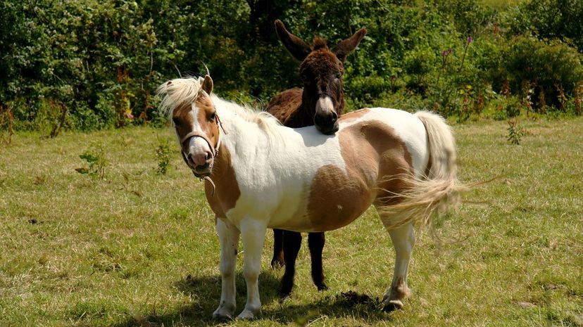 Are You a Horse, Pony or Donkey, Based on Your Myers-Briggs Personality Type?
