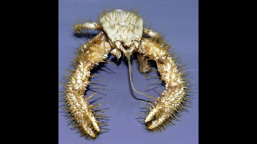 Yeti crab