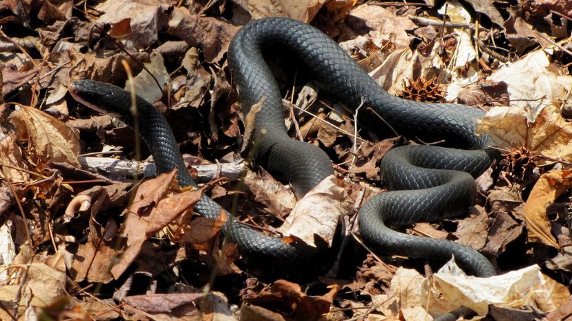 16 Black Racer snake
