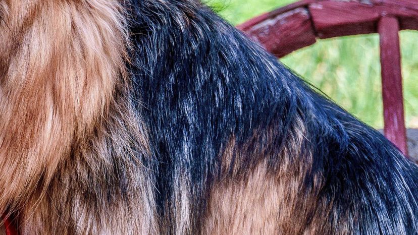 German Shepherd fur