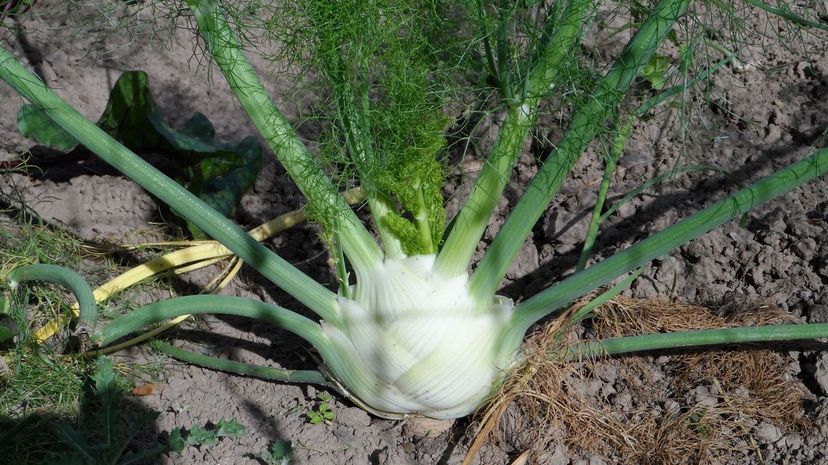 Fennel