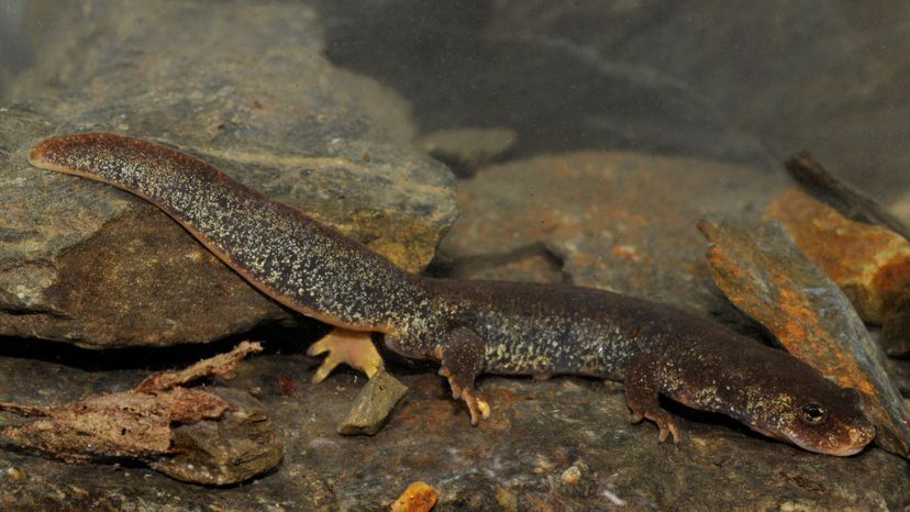Montseny Brook Newt