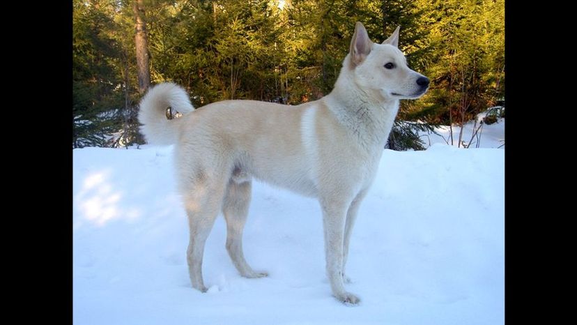 Canaan Dog