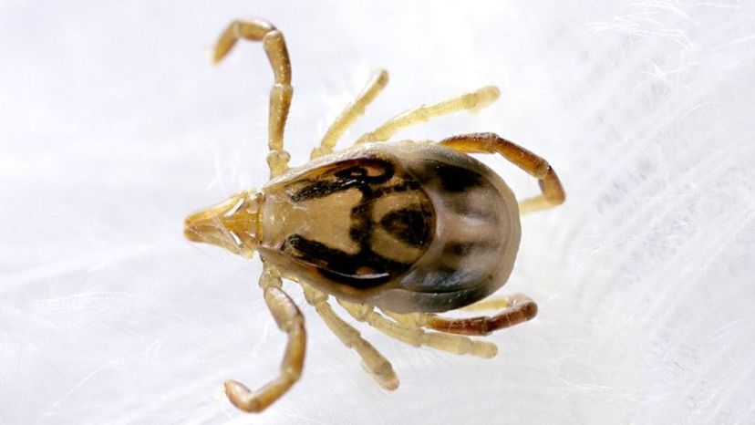 Australian Paralysis Tick