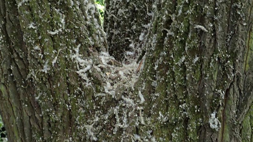 Bigtooth Aspen