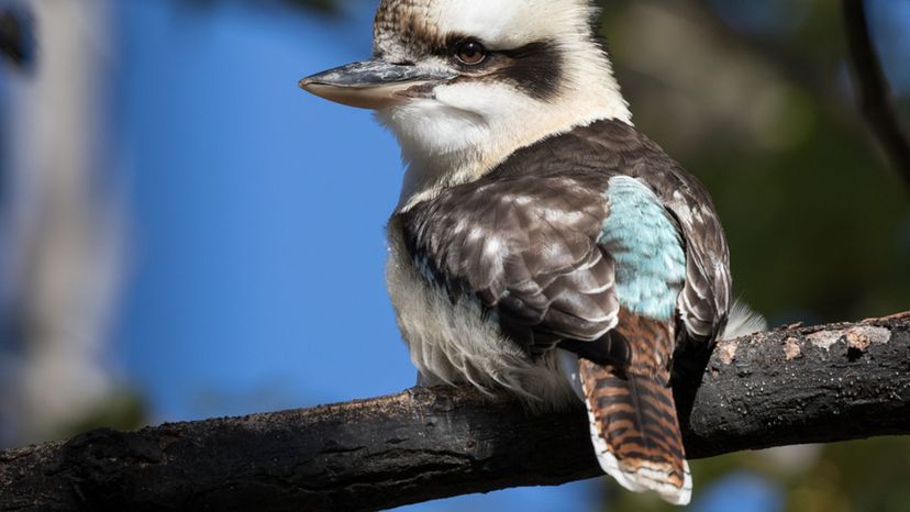 Kookaburra