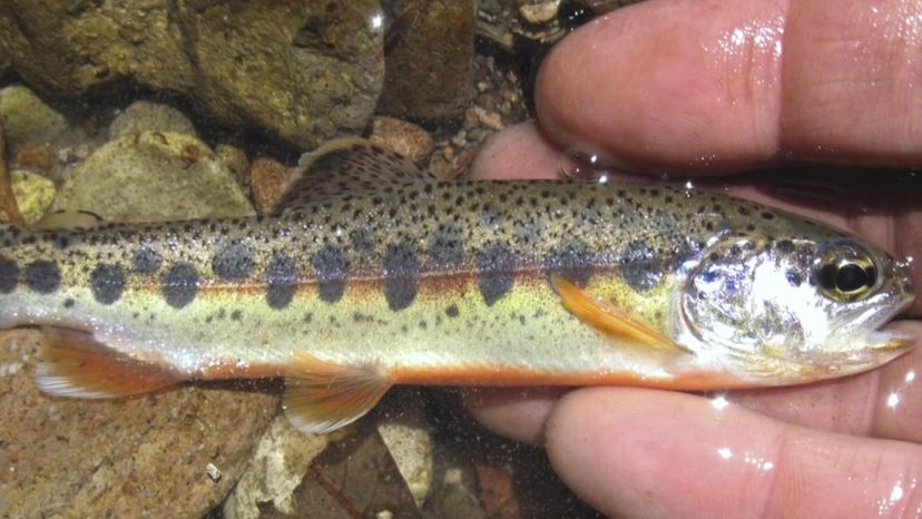 Mexican Golden Trout