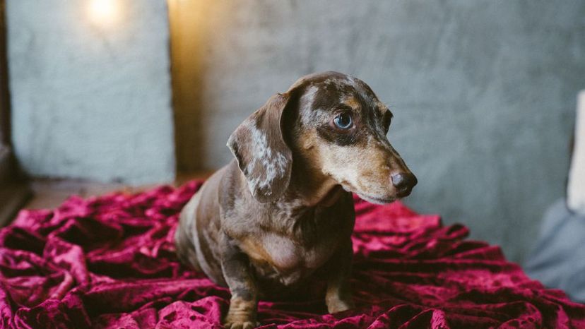 Dachshund