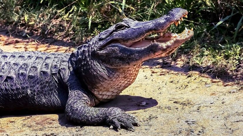 Alligator