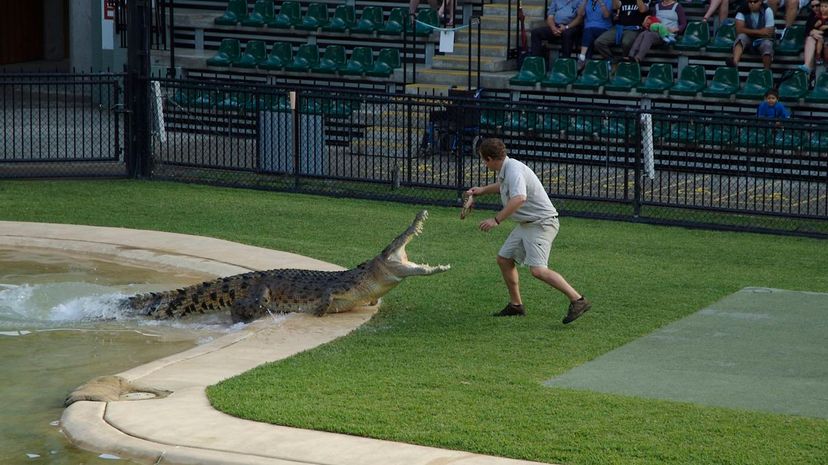 Q 27 Trained Crocodile