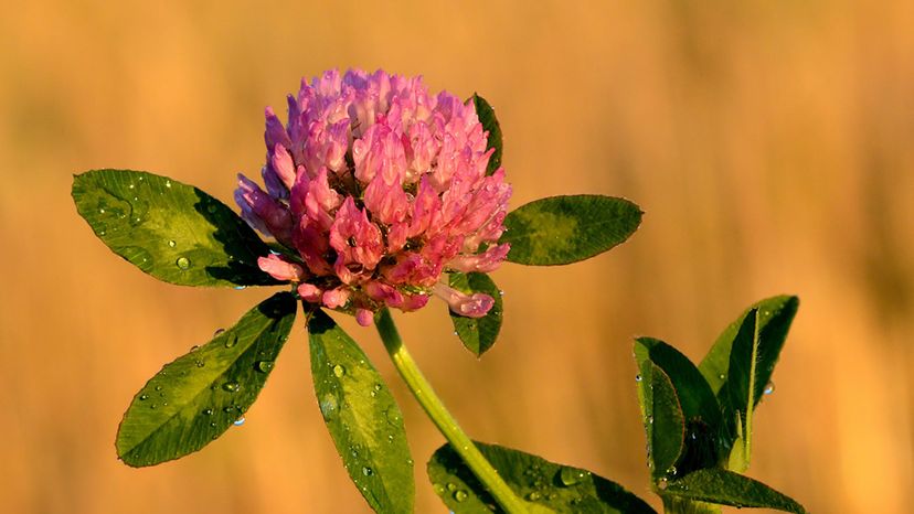 Red clover