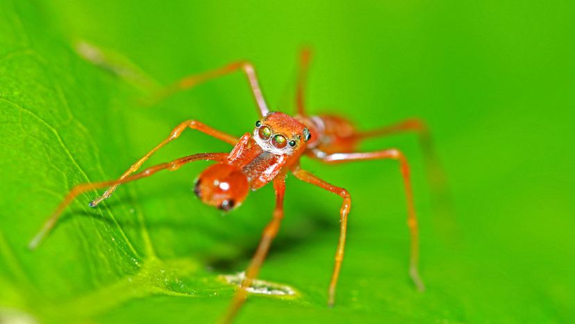 Red ant-mimic Spider