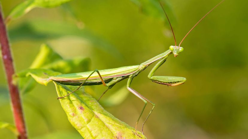 Praying mantis