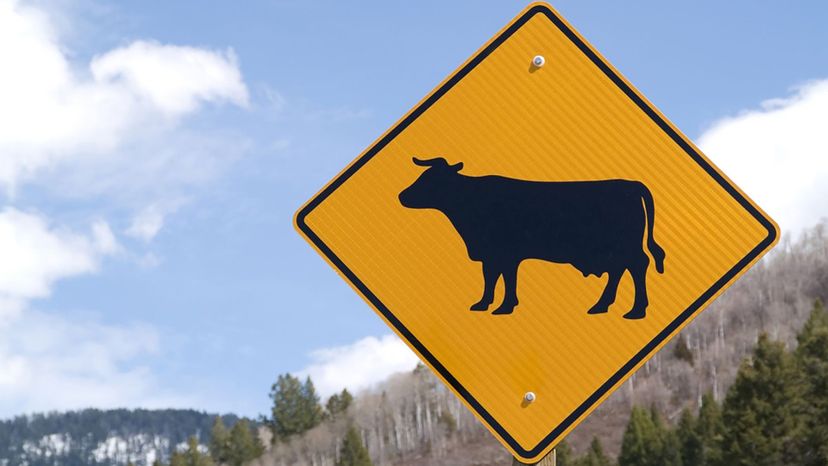 Cattle Crossing