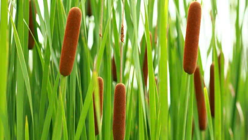 7 cattails GettyImages-595777368