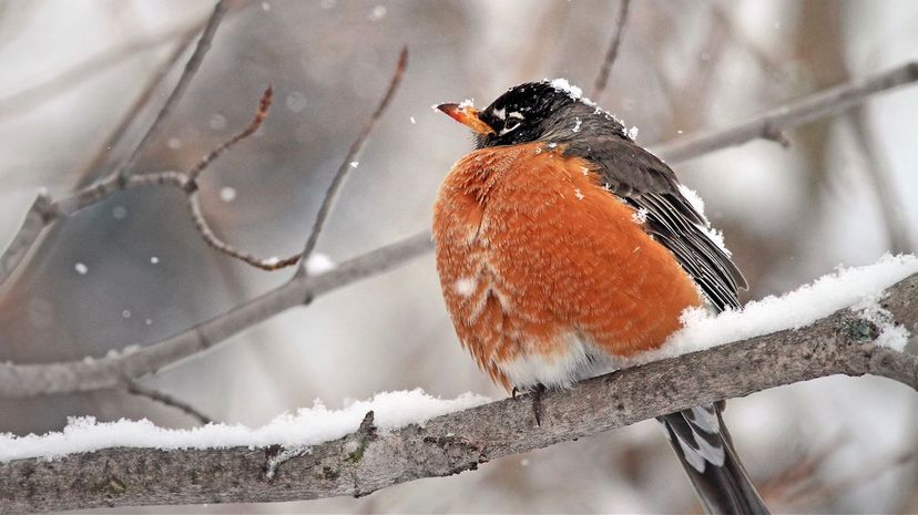 American Robin