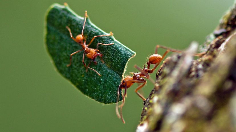 Leafcutter Ants