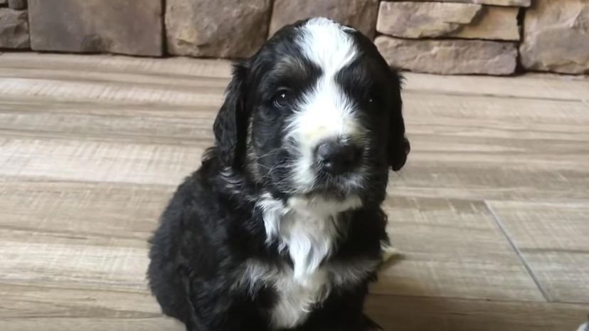 Bernedoodle＂border=