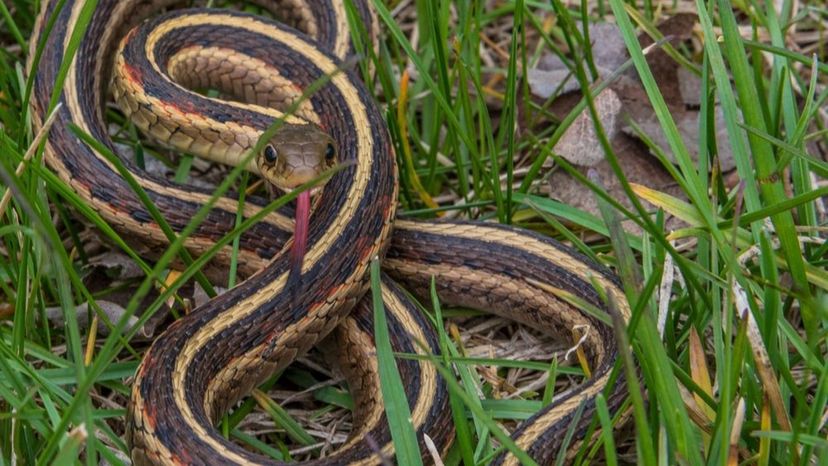 Garter snake